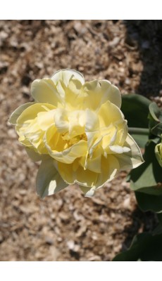 YELLOW MOUNTAIN